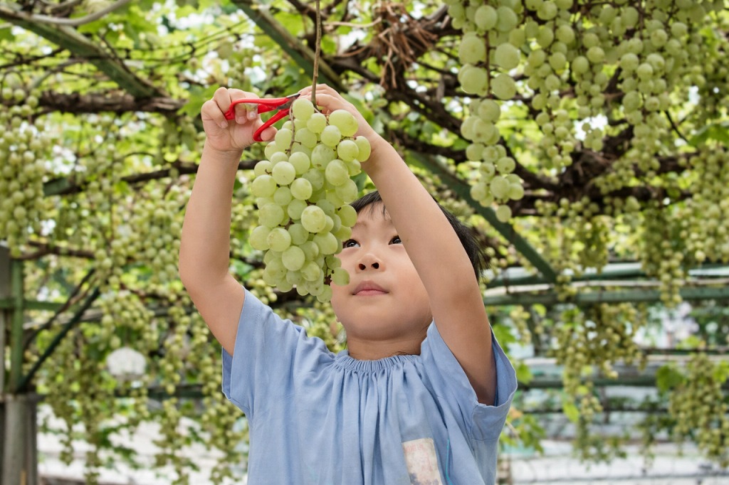 花園保育園ベビーホームのぶどう棚